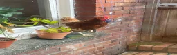 Chickens poultry for sale: 5 Friendly Chickens - Free to Good Home in Abergavenny - Advert 2