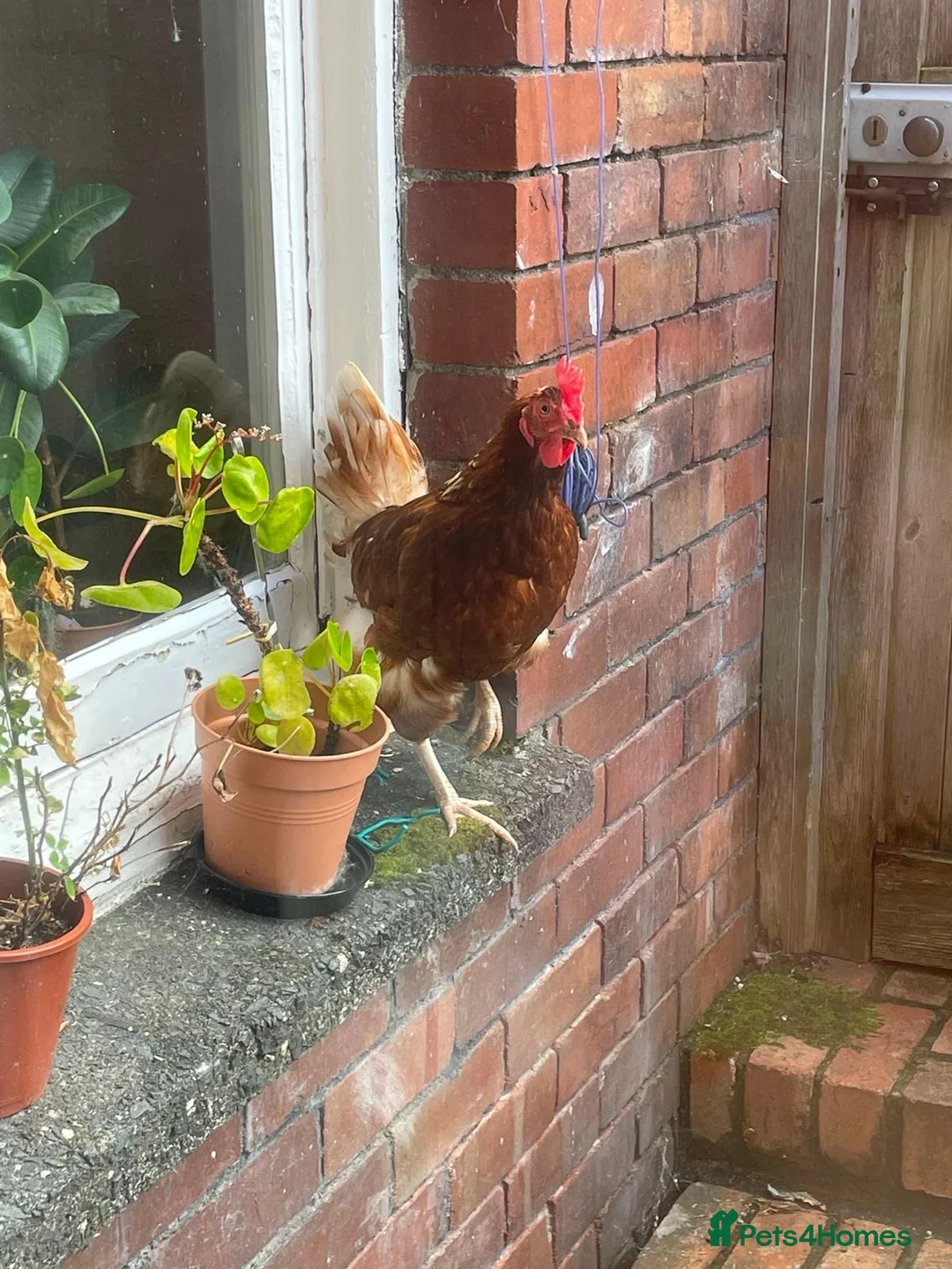 Chickens poultry for sale: 5 Friendly Chickens - Free to Good Home in Abergavenny - Advert 2