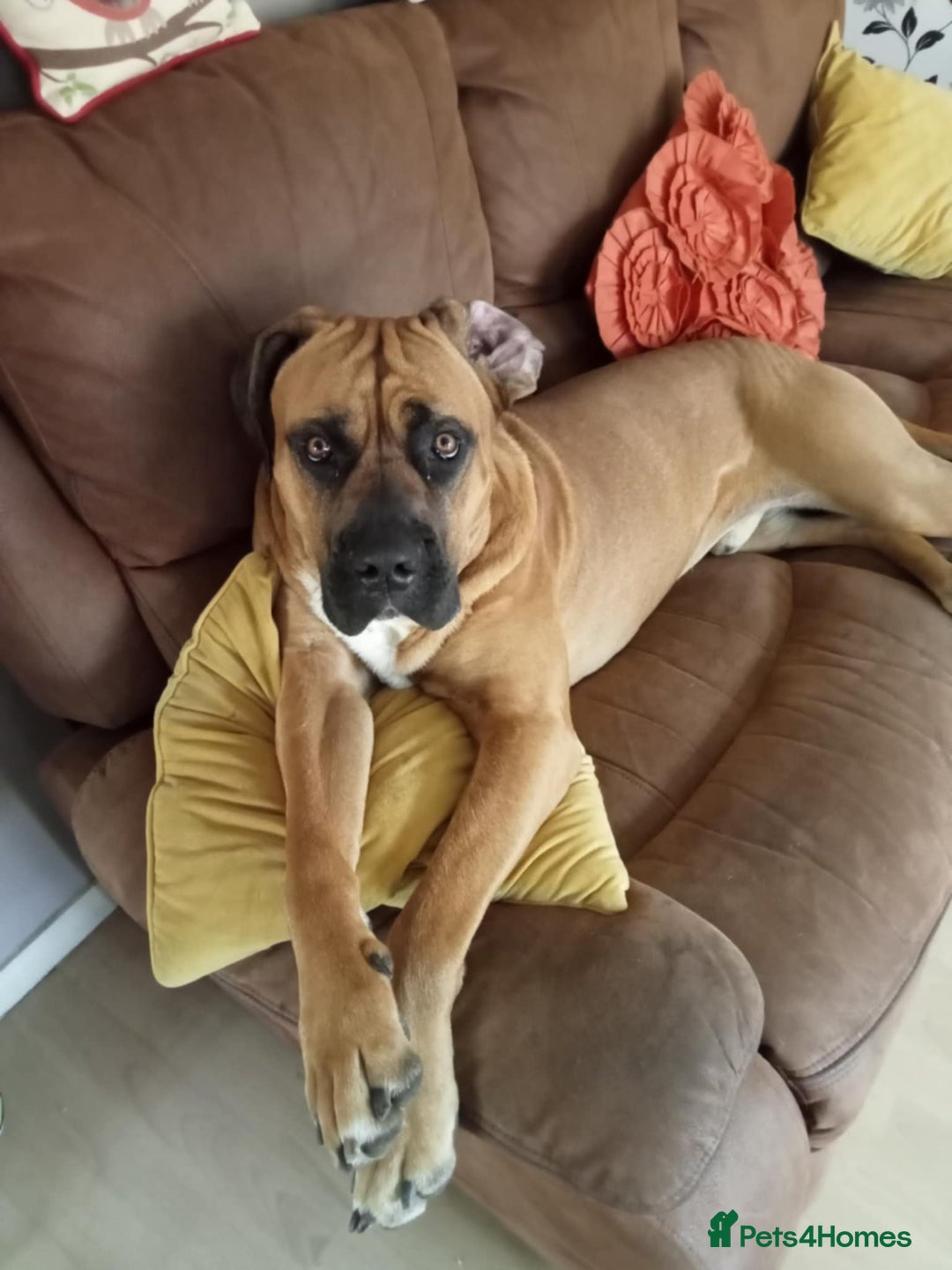 Presa Canario dogs for sale: House move forces rehoming - Image 2