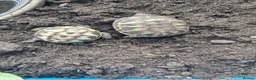 Hermann Tortoise reptiles for sale: Baby tortoises for sale, U.K bred. in Rochester - Advert 1