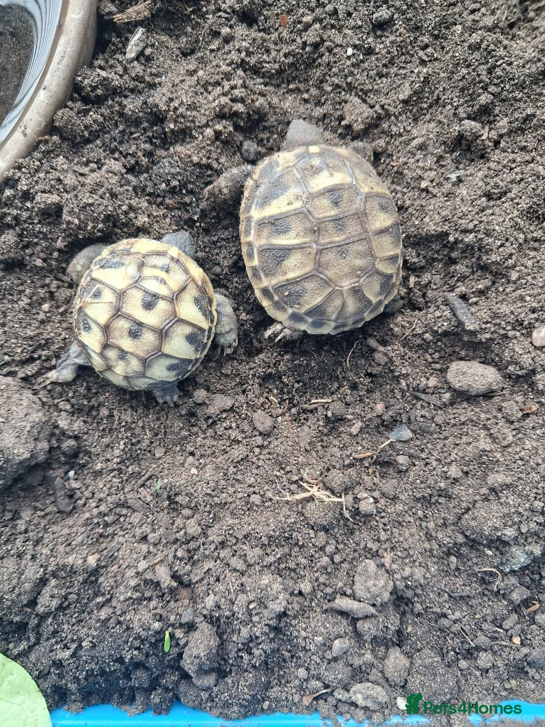 Hermann Tortoise reptiles for sale: Baby tortoises for sale, U.K bred. in Rochester - Advert 1