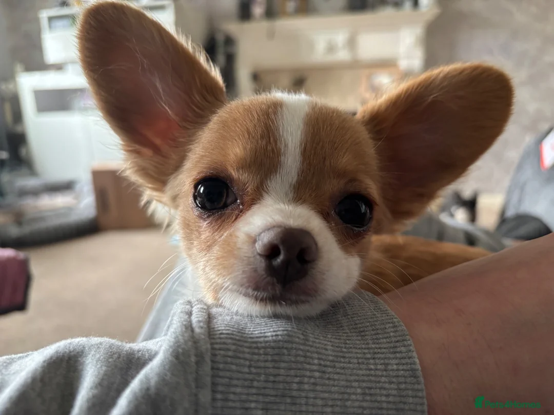 Chihuahua dogs for stud: Lenny in Cannock - Advert 13