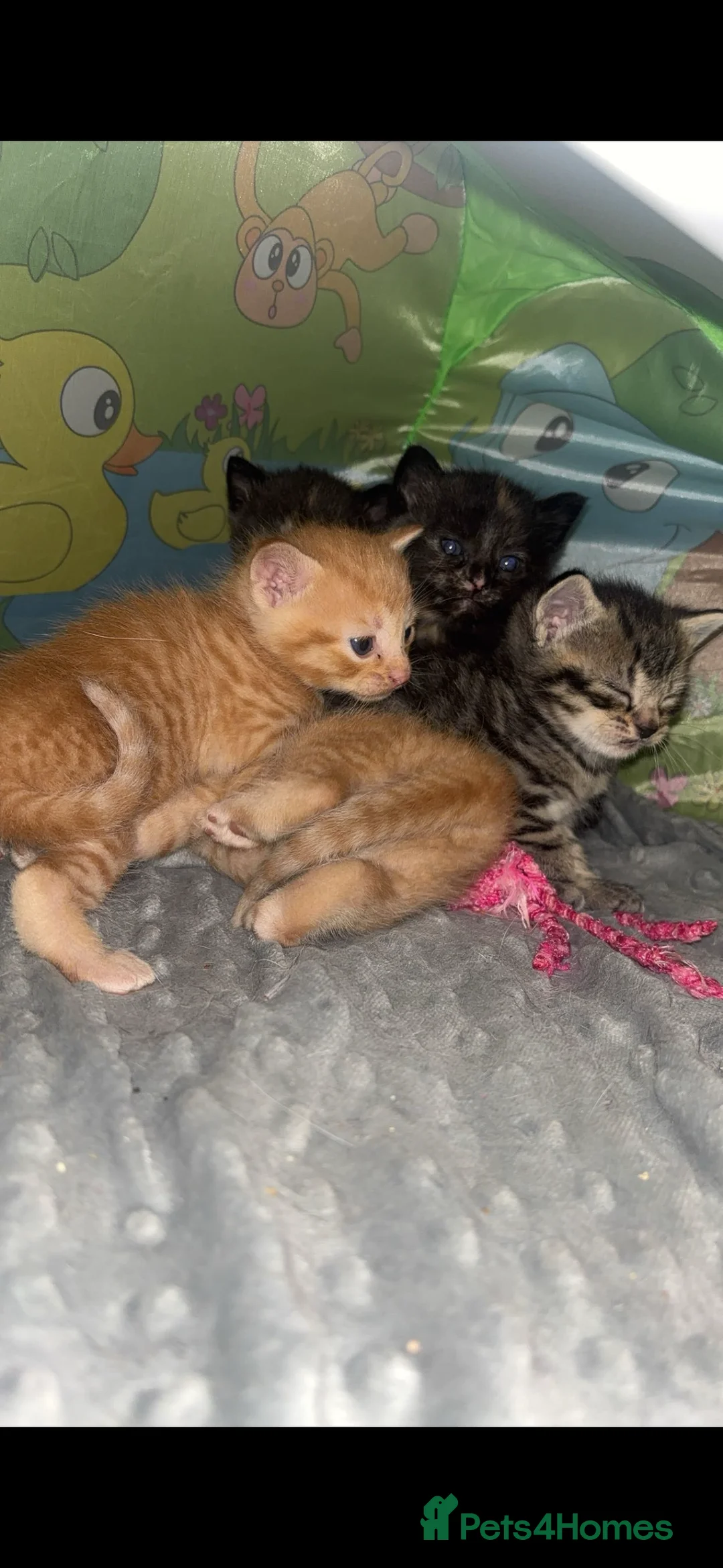 Domestic Shorthair cats for sale: Tassia Thomas - Advert 7