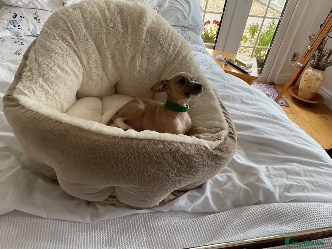 Italian Greyhound dogs for sale:  Beautiful Italian greyhound puppies  - Image 16