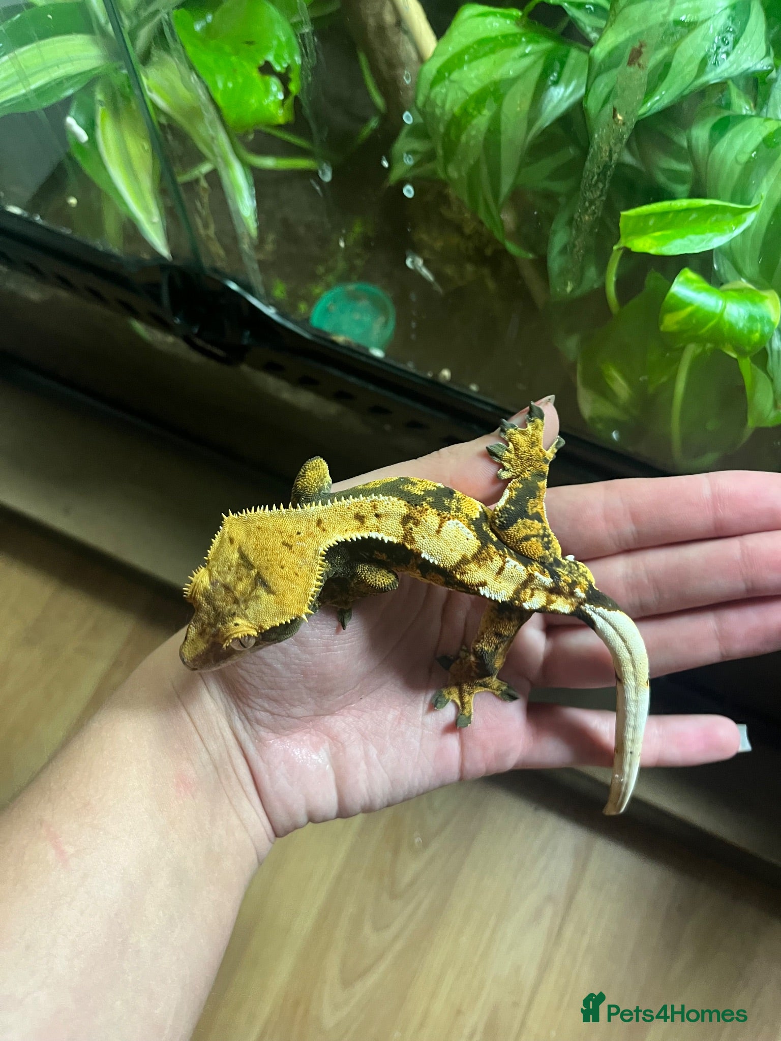 Mixed Breed reptiles Multiple reptiles for rehome - Advert 1