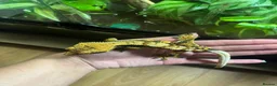 Mixed Breed reptiles for sale: Multiple reptiles for rehome in Solihull - Advert 16