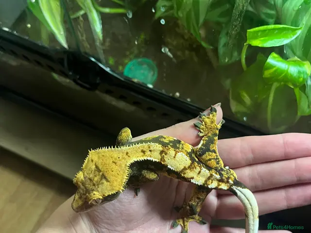Mixed Breed reptiles for sale: Multiple reptiles for rehome - Advert 1