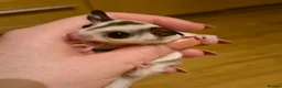 Sugar Glider rodents for sale: Beautiful Sugar Gliders for sale! - Advert 21