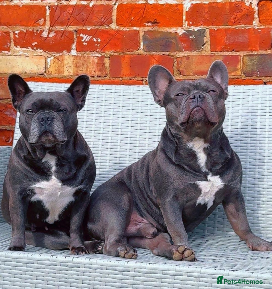 French Bulldog dogs for sale: Litter of French bulldogs  - Advert 3