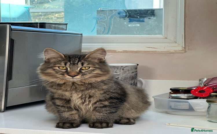 Kurilian Bobtail cats - Advert 1