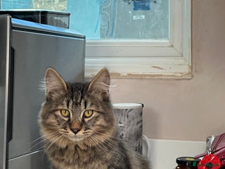 Kurilian Bobtail cats - Advert 21