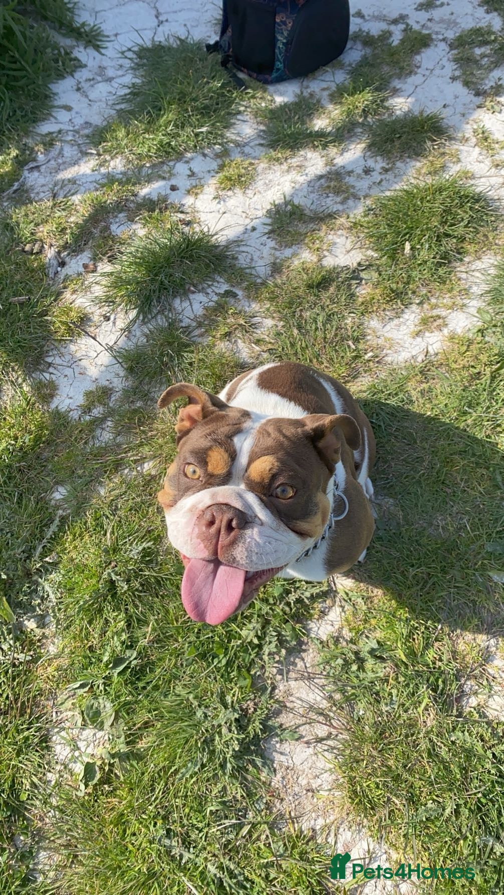 English Bulldog dogs English bulldog - Advert 10