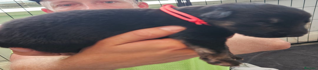 German Shepherd Puppy 2