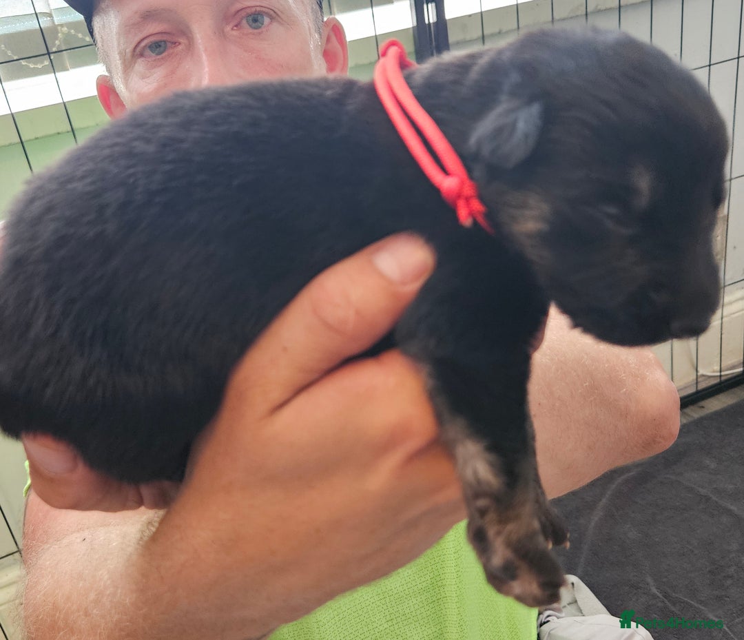 German Shepherd dogs for sale: German shepherd  - Image 19