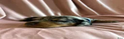 Miniature Dachshund dogs for sale:  KC Registered Miniature Dachshund Puppies in London - Advert 27
