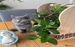 British Shorthair cats for sale: beautiful BSH girl (one girl left)  - Image 20
