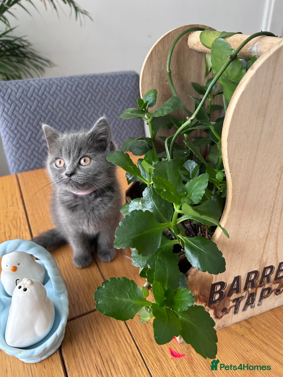 British Shorthair cats for sale: beautiful BSH girl (one girl left)  - Image 20