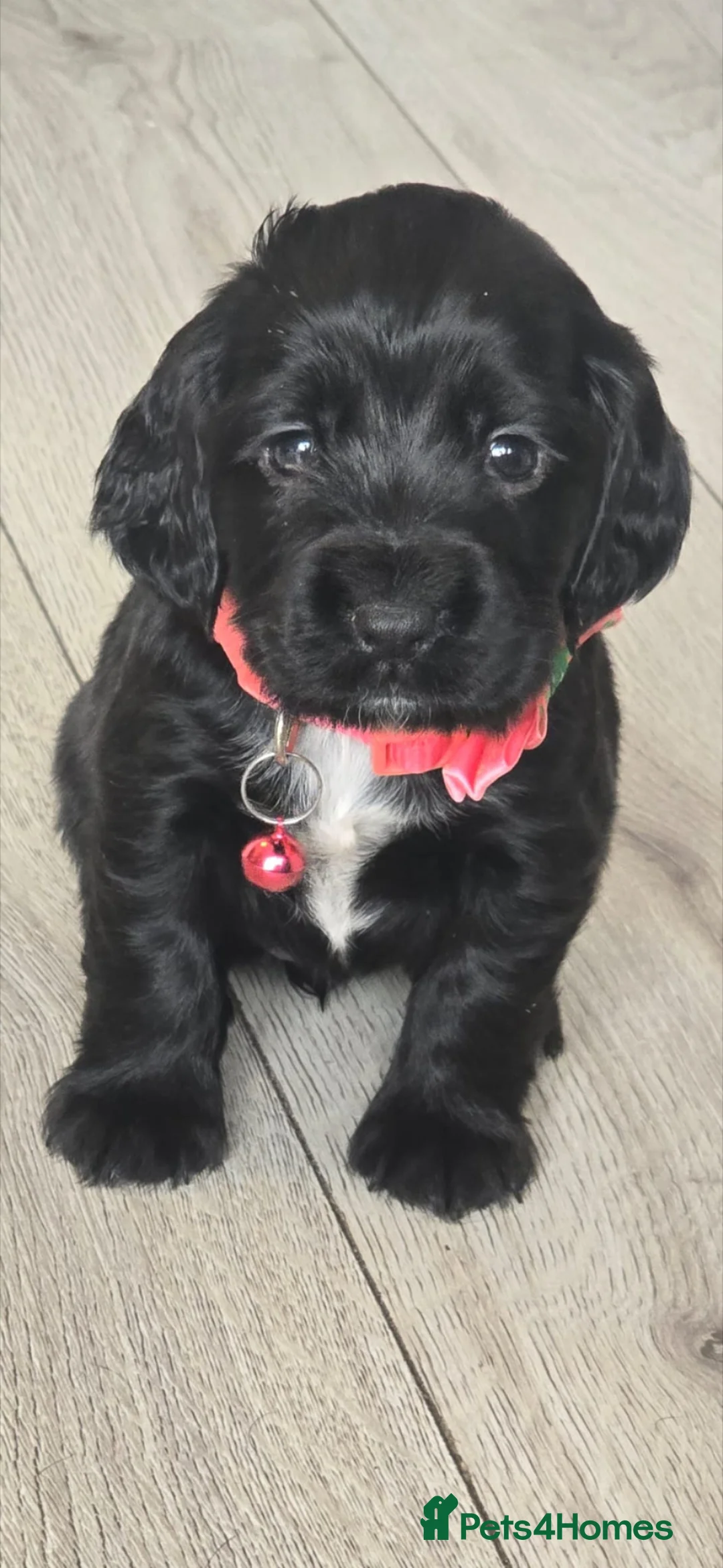 Sprocker dogs for sale: Sprocker puppies  - Advert 5
