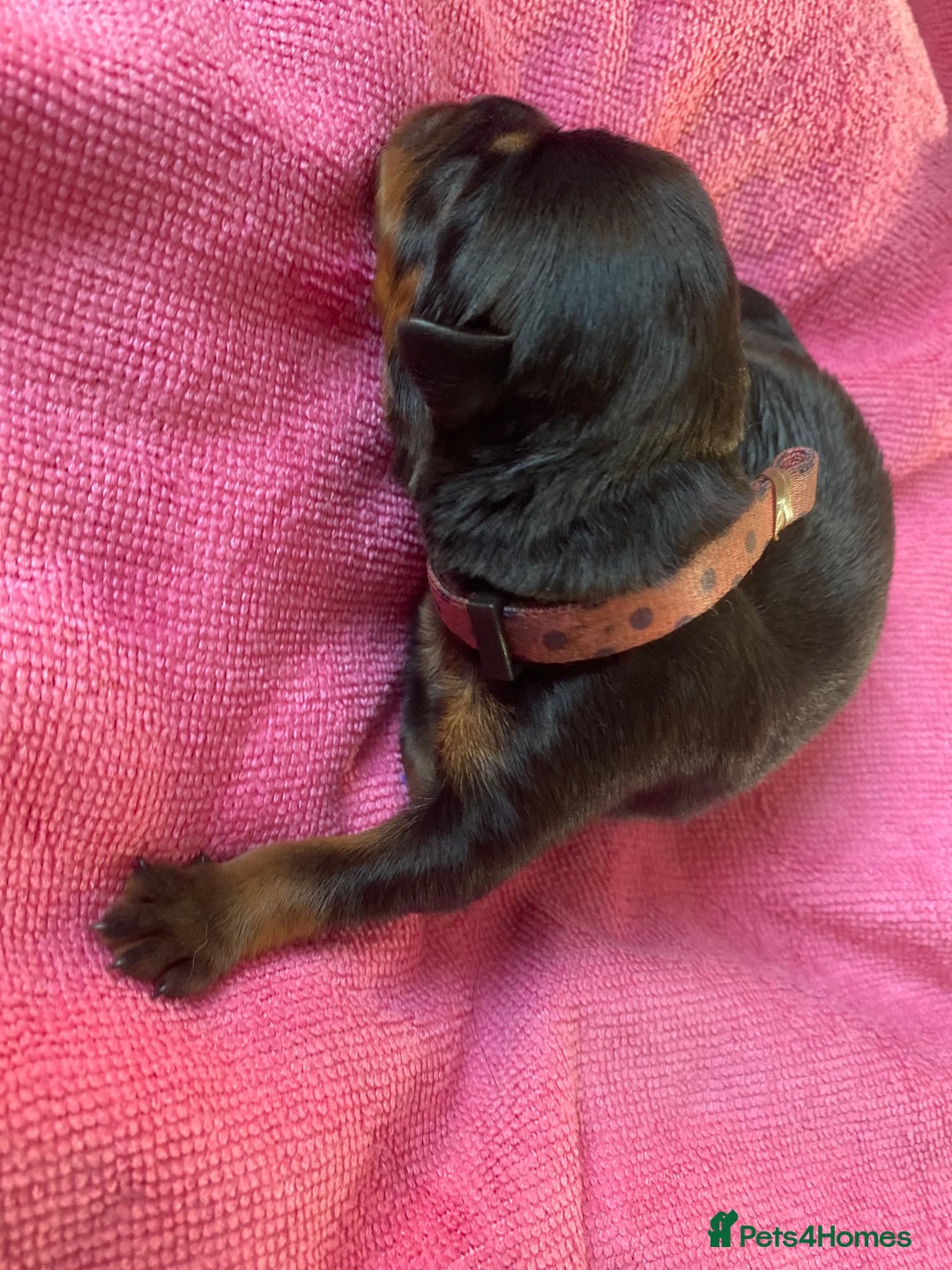 Rottweiler dogs for sale: Hulk and Ruby Rottweiler puppies  - Image 18