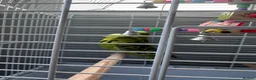 Parakeets birds for sale: Two beautiful young parakeets/12 months old  in Birmingham - Advert 2
