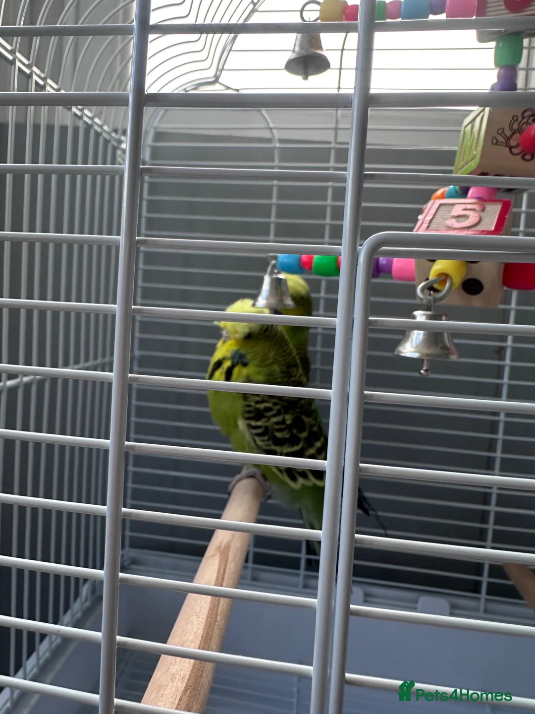 Parakeets birds for sale: Two beautiful young parakeets/12 months old  in Birmingham - Advert 2