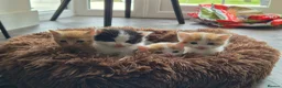 Mixed Breed cats for sale: Only 3 left - adorable friendly kittens - Advert 6