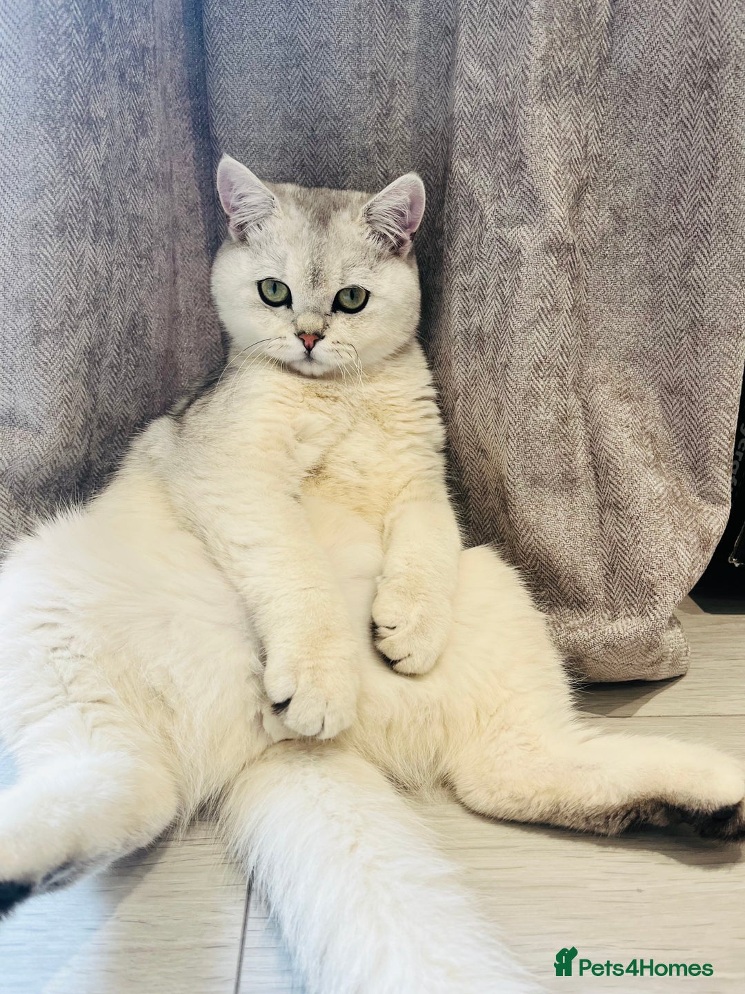 British Shorthair cats for sale: Kitten for sale  - Image 4