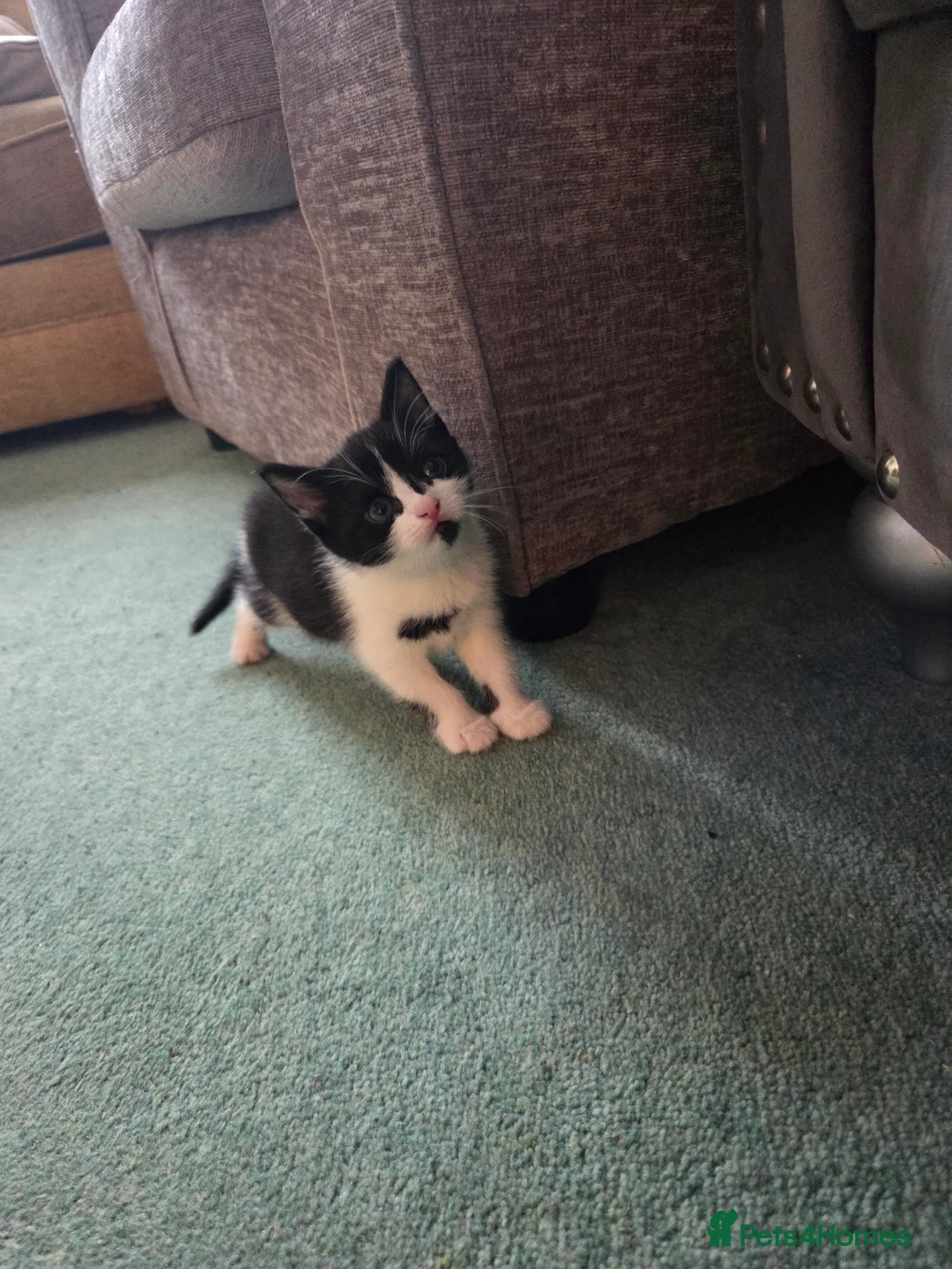 Mixed Breed cats for sale: 2 kittens - Advert 5
