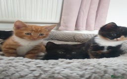Domestic Shorthair cats for sale: Beautiful Kittens  - Image 2