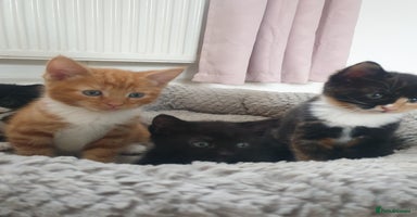 Domestic Shorthair cats - Advert 7