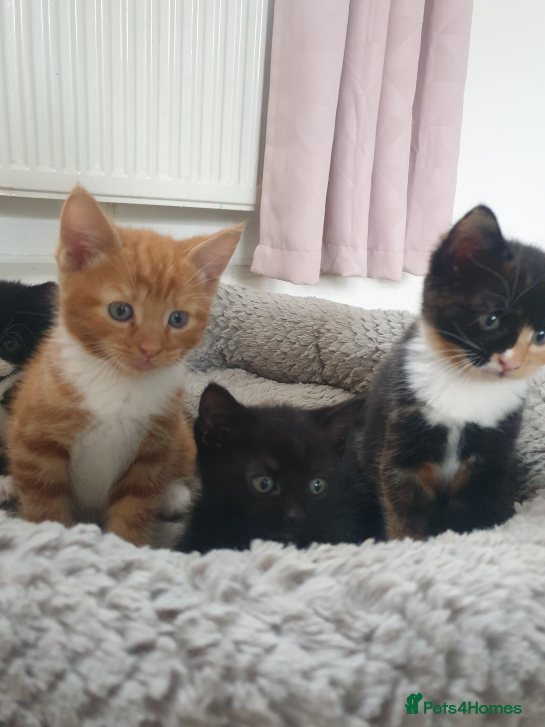 Domestic Shorthair cats for sale: Beautiful Kittens  - Image 2