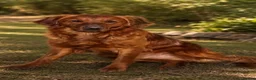 Golden Retriever dogs for sale: Golden retriever pups from health tested parents  - Advert 11