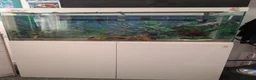 Axolotl reptiles for sale: Axolotl and all equipment  in Guisborough - Advert 2