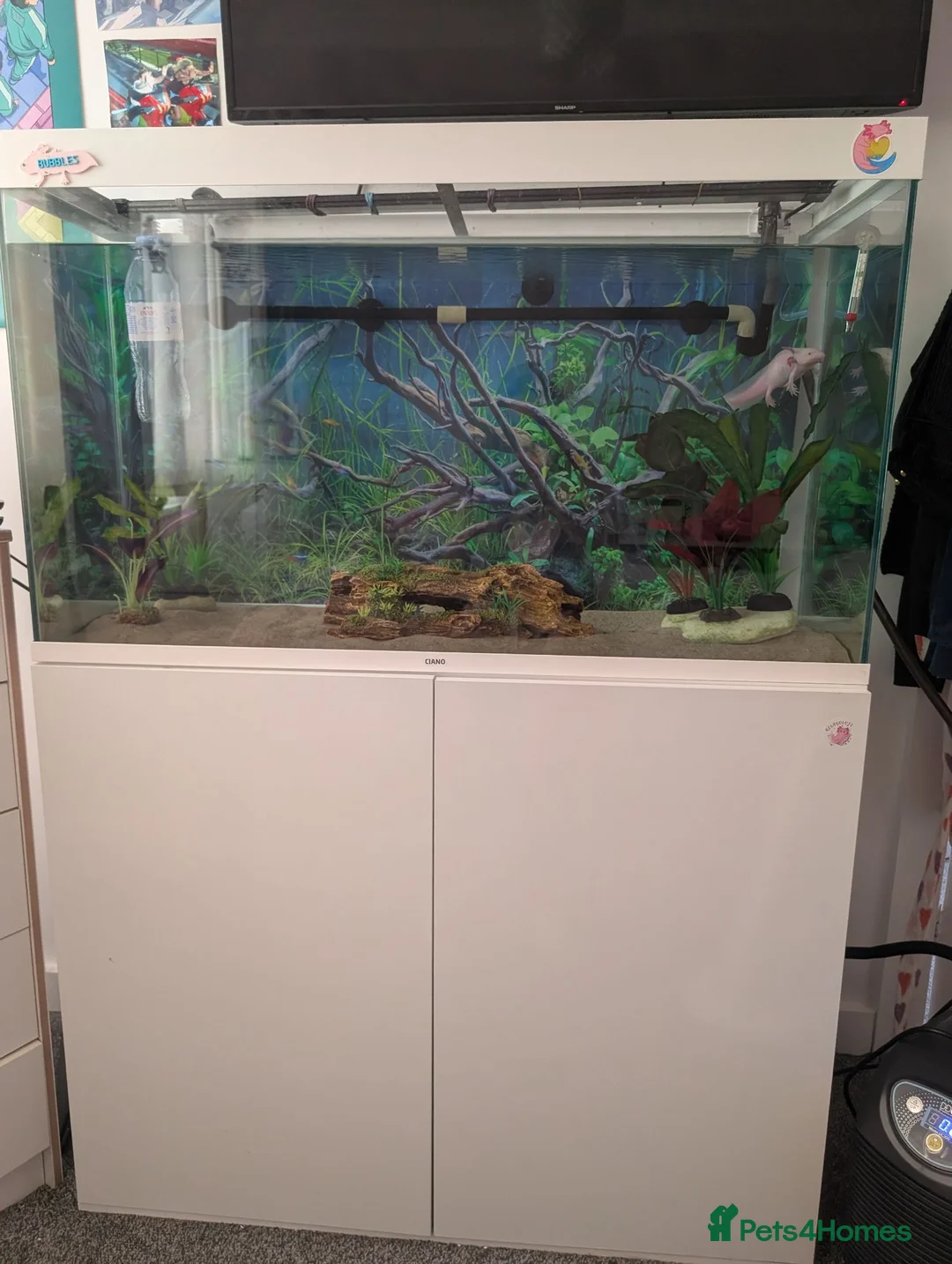 Axolotl reptiles for sale: Axolotl and all equipment  in Guisborough - Advert 2