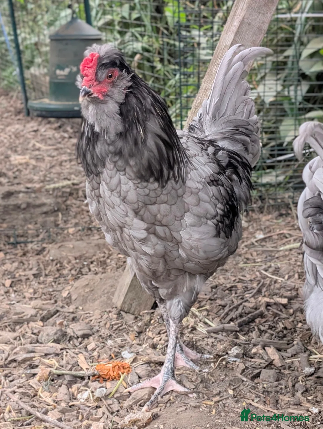 Chickens poultry for sale: Lovely young (14 week) F2 Olive Egger Cockerel - Advert 1