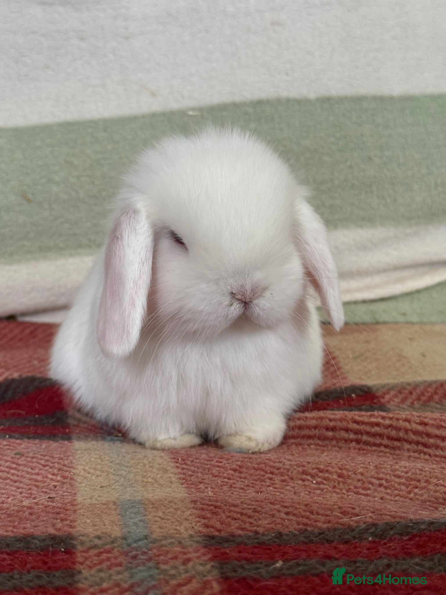 Mini Lop rabbits Beautiful, friendly *vaccinated* lop bunnies - Advert 1