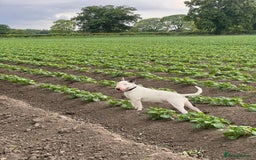 English Bull Terrier dogs for sale: CHAMPION BLOODLINE BOY - Image 2