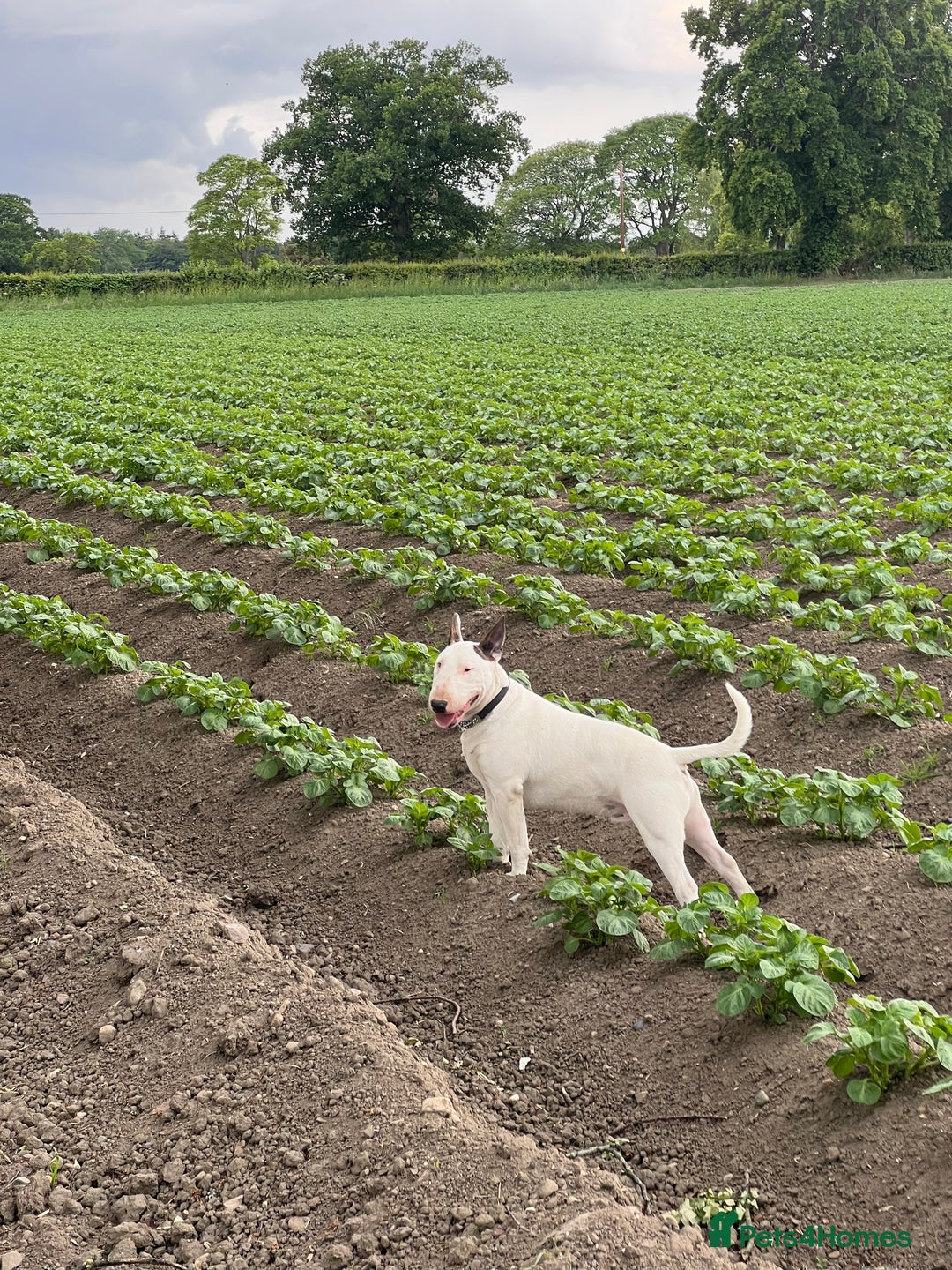 English Bull Terrier dogs for sale: CHAMPION BLOODLINE BOY - Image 2
