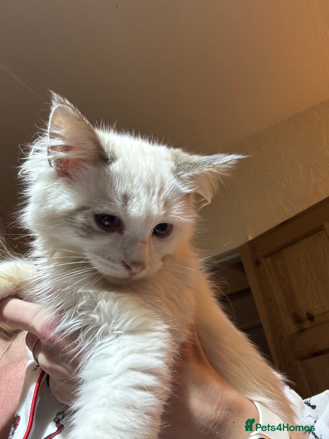 Ragdoll cats for sale: Ragdoll Tabby Boy Kitten  - Advert 2