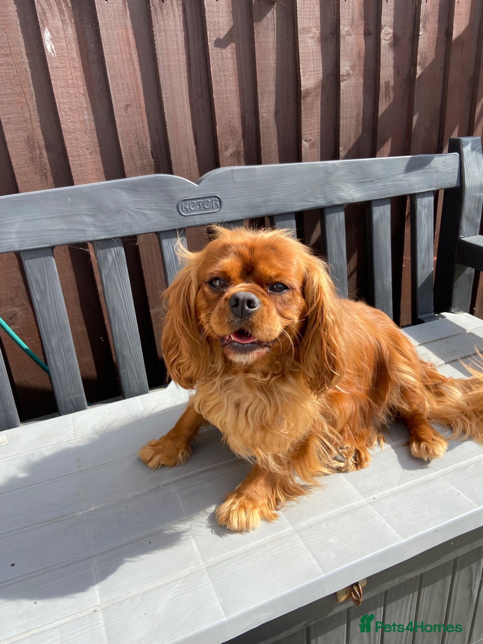 Cavalier King Charles Spaniel dogs Cavalier King Charles Spaniel Female - Advert 3