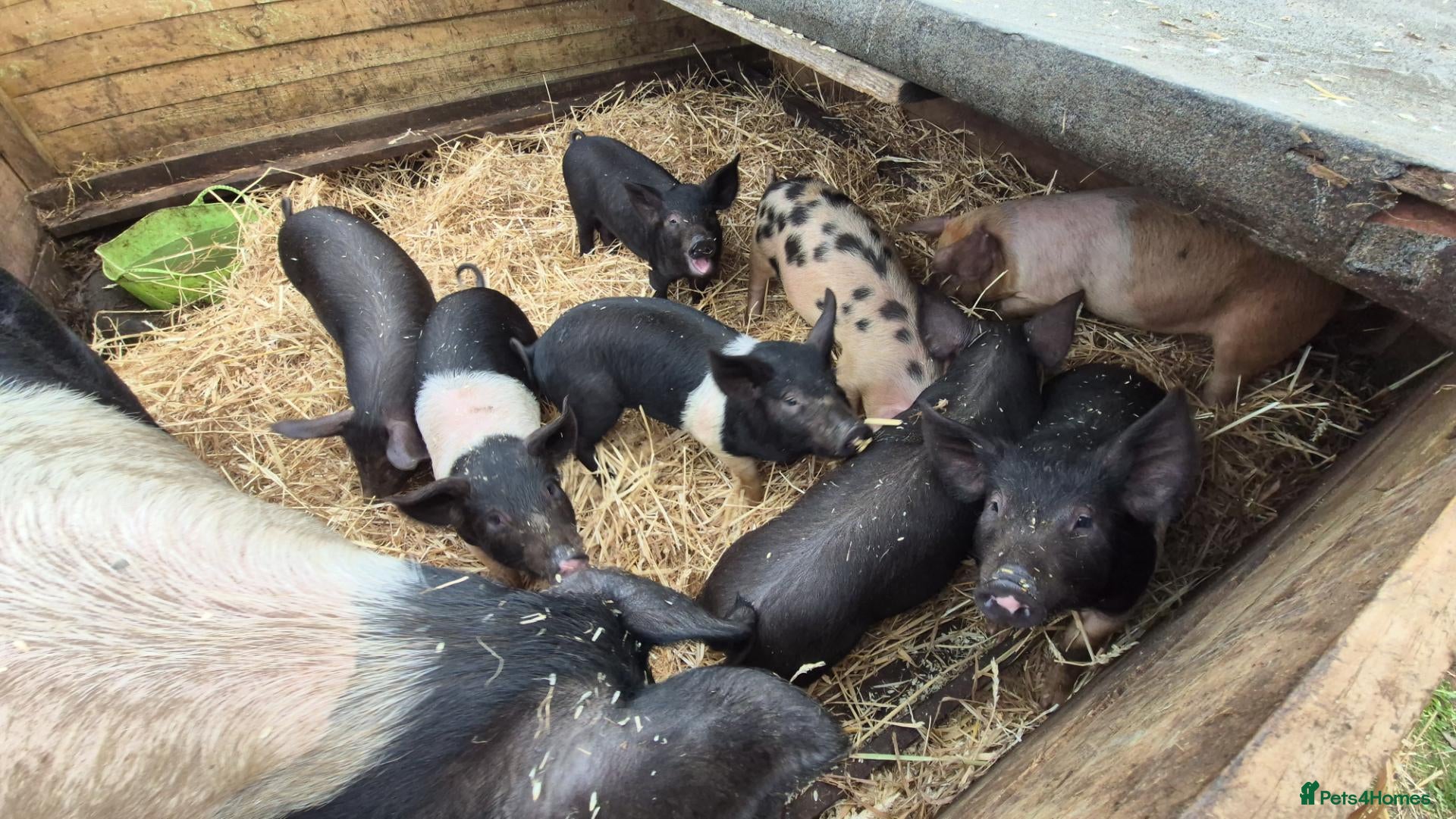 Pig livestock for sale: Saddleback x tamworth  - Advert 1