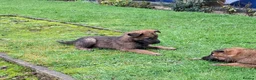 Mixed Breed dogs for sale: Beautiful Belguim Malinois puppies  - Advert 14