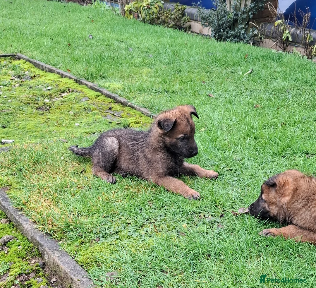 Mixed Breed dogs for sale: Beautiful Belguim Malinois puppies  - Advert 14