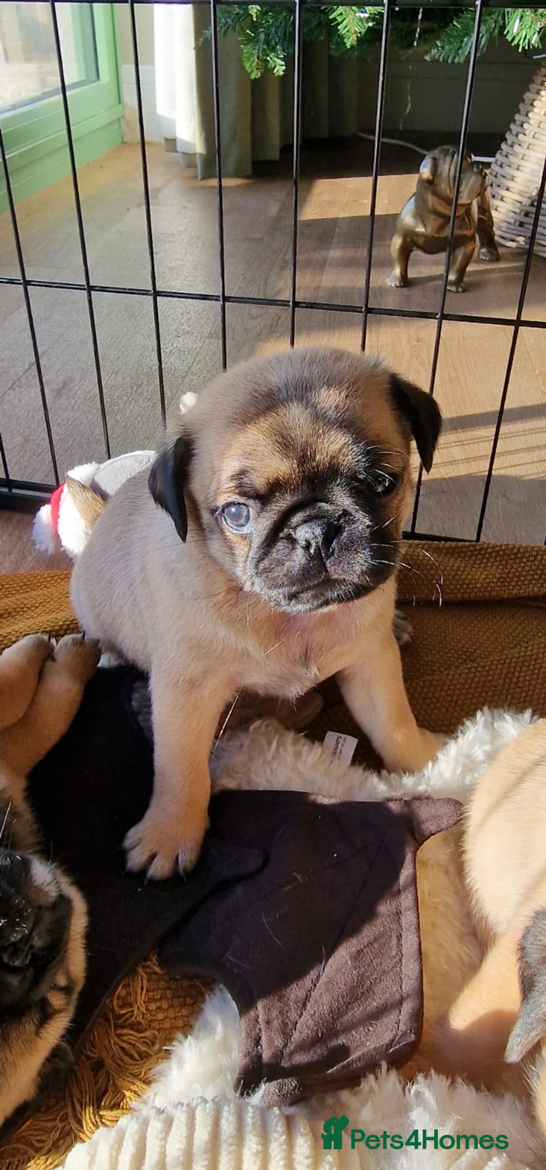 Pug dogs for sale: Pug/Japanese chin puppies  - Advert 17