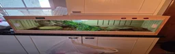 Boa Snake reptiles for sale: Boa constrictor viv included  in Wigton - Advert 8