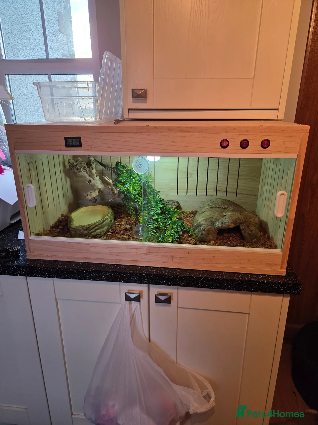Boa Snake reptiles for sale: Boa constrictor viv included  in Wigton - Advert 8