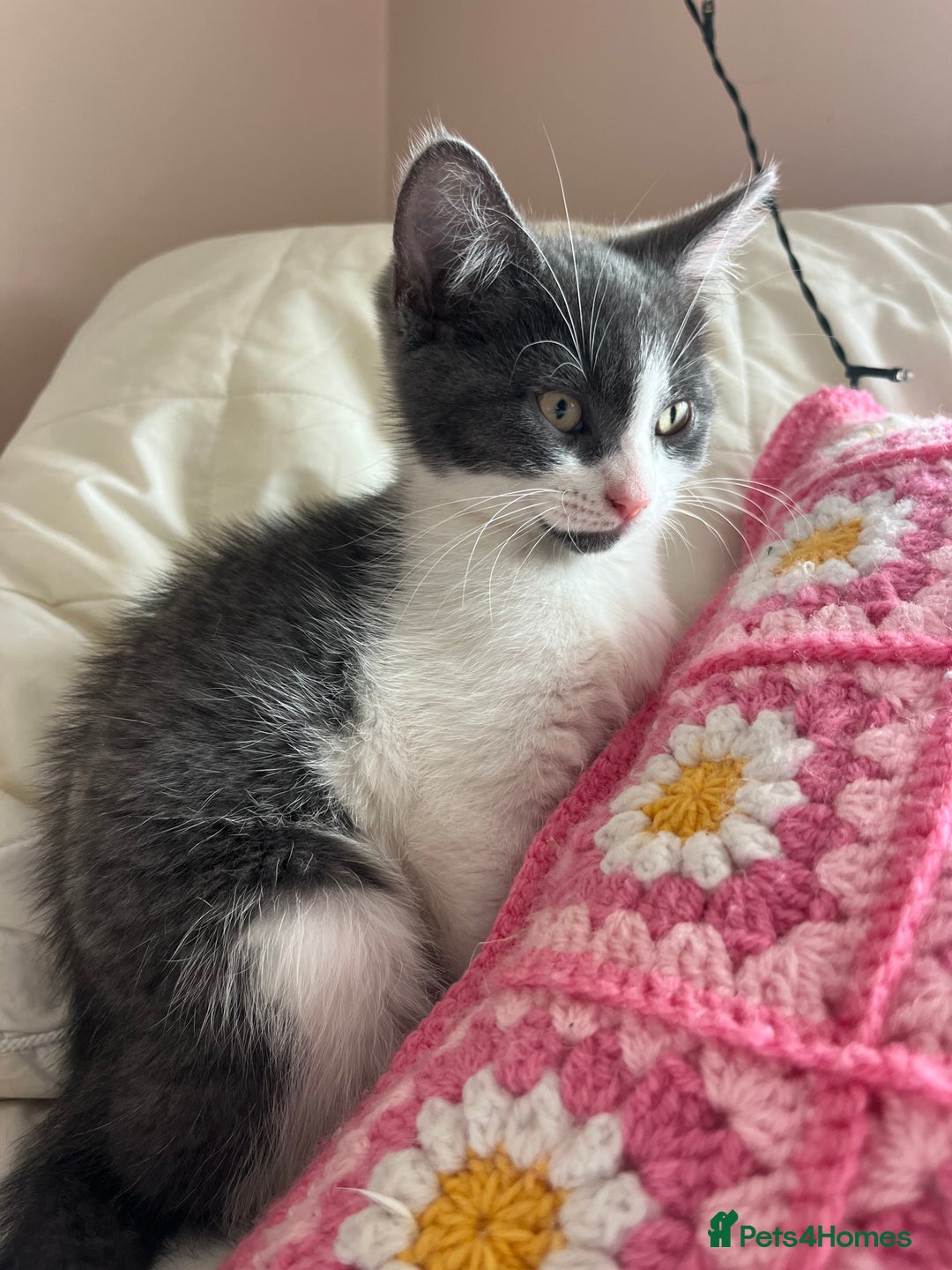 Mixed Breed cats for sale: Female Russian blue and British shorthair mix  - Image 2