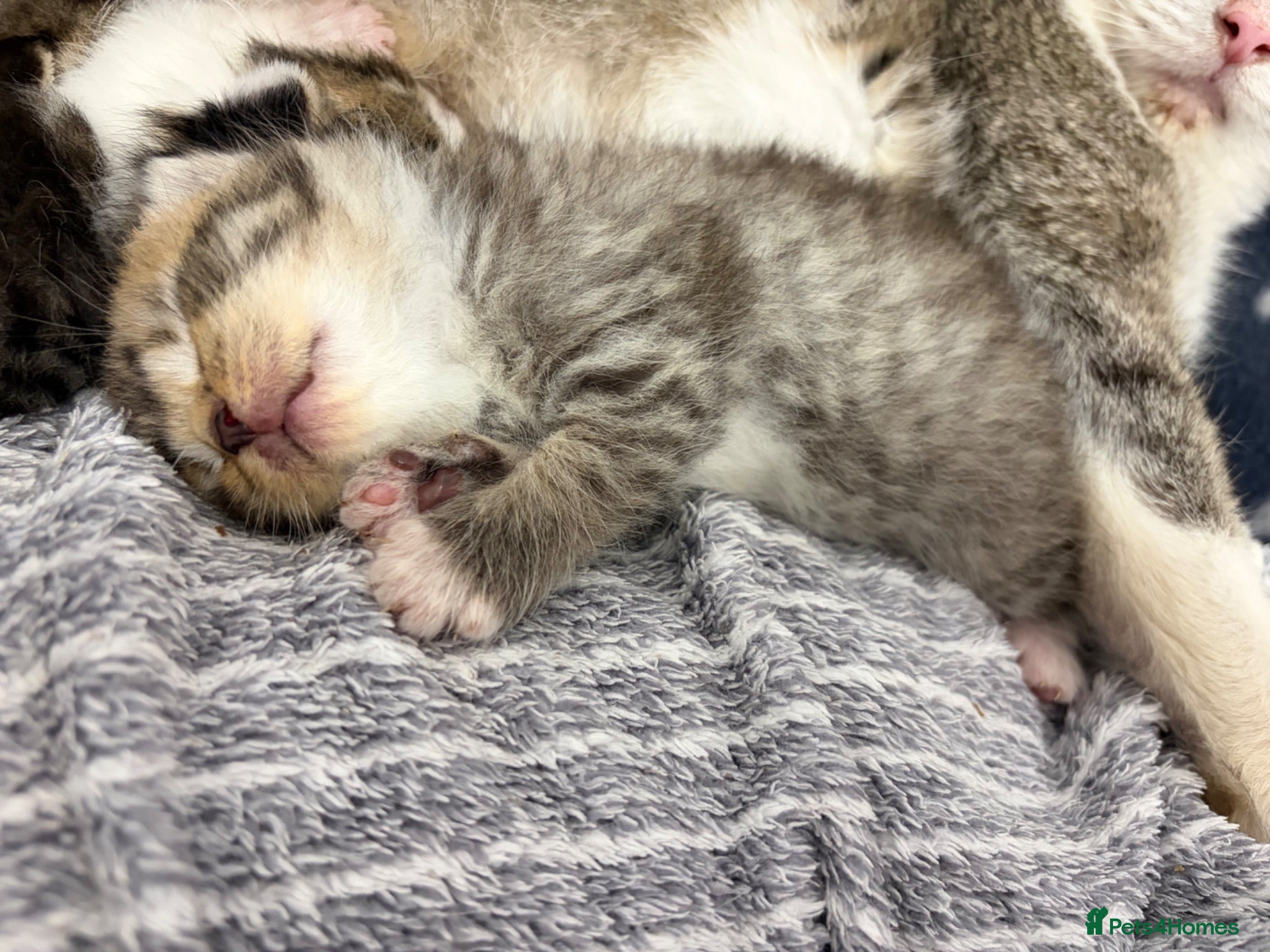 Mixed Breed cats Beautiful Bengal Cross Maine Coon Babies  - Advert 1