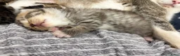 Mixed Breed cats for sale: Beautiful Bengal Cross Maine Coon Babies  - Advert 4