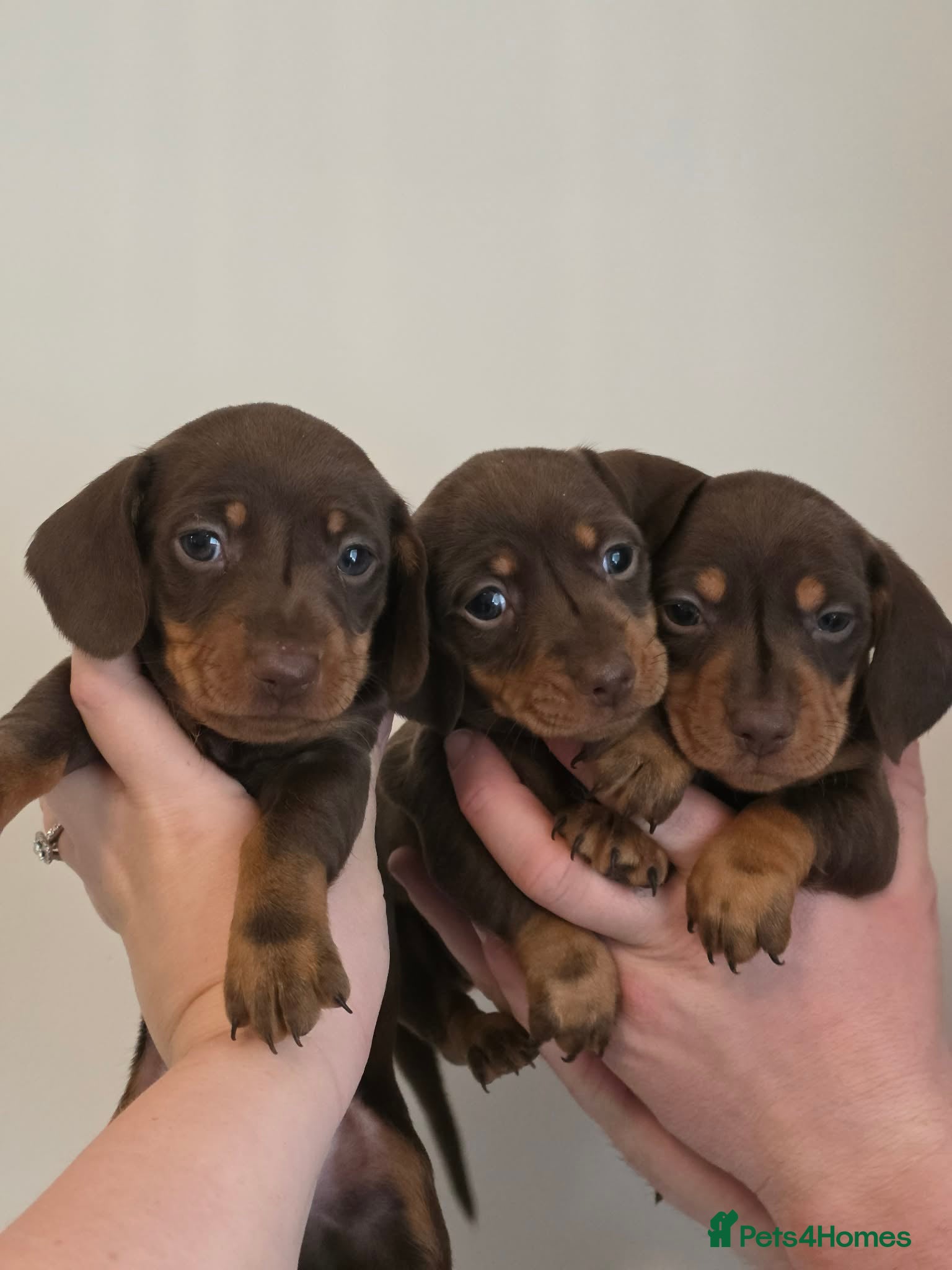 Miniature Dachshund dogs Miniature dachshund pups - Advert 4